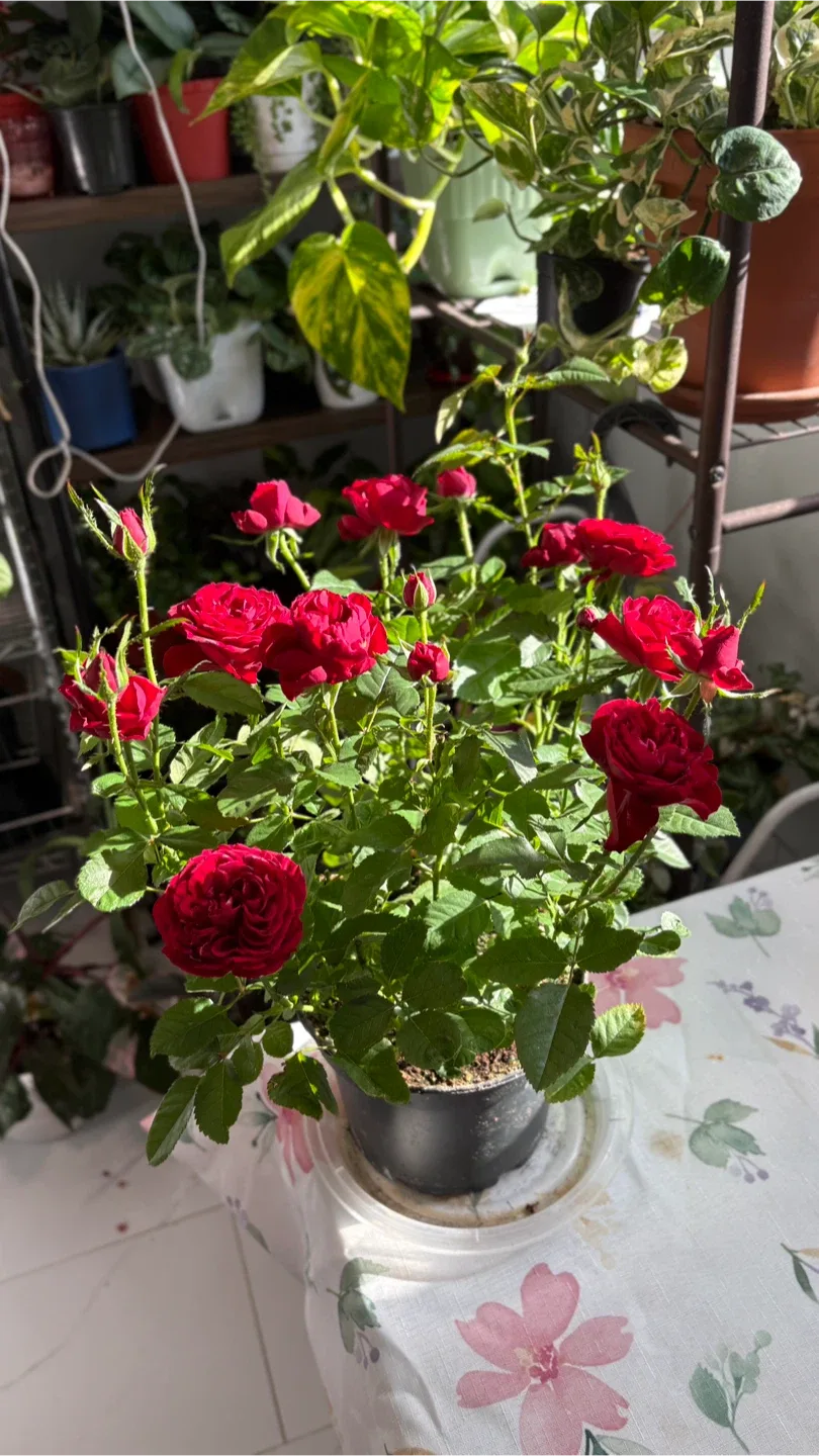 Potted Red Rose Plant