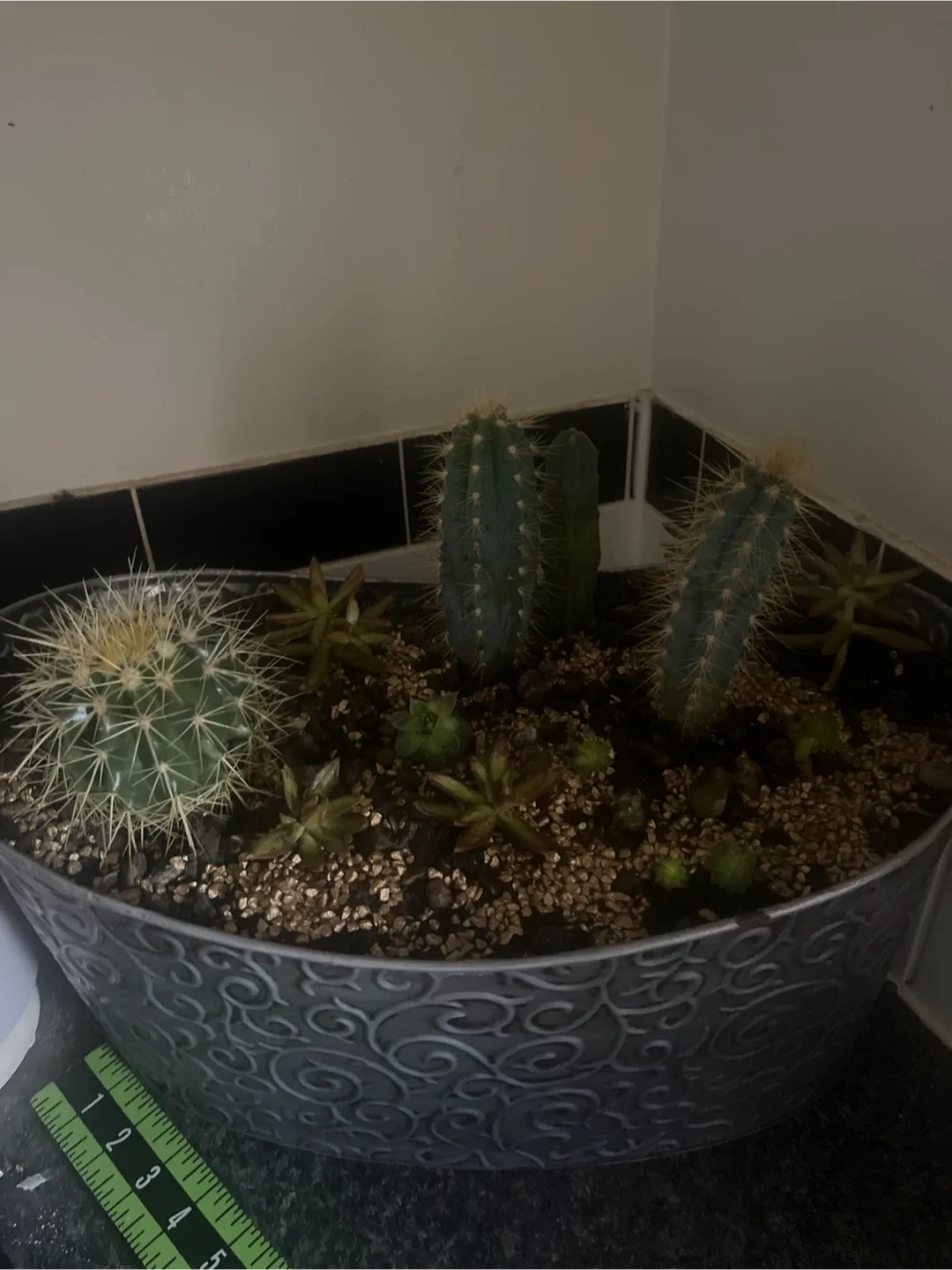 Cactus and Succulent Arrangement in Decorative Pot image indicator(7)