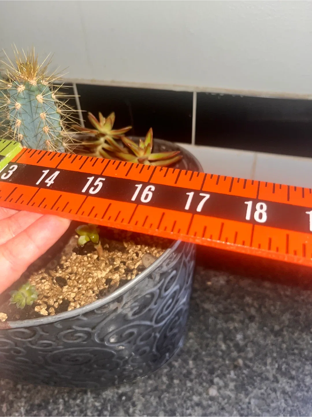 Cactus and Succulent Arrangement in Decorative Pot image indicator(6)