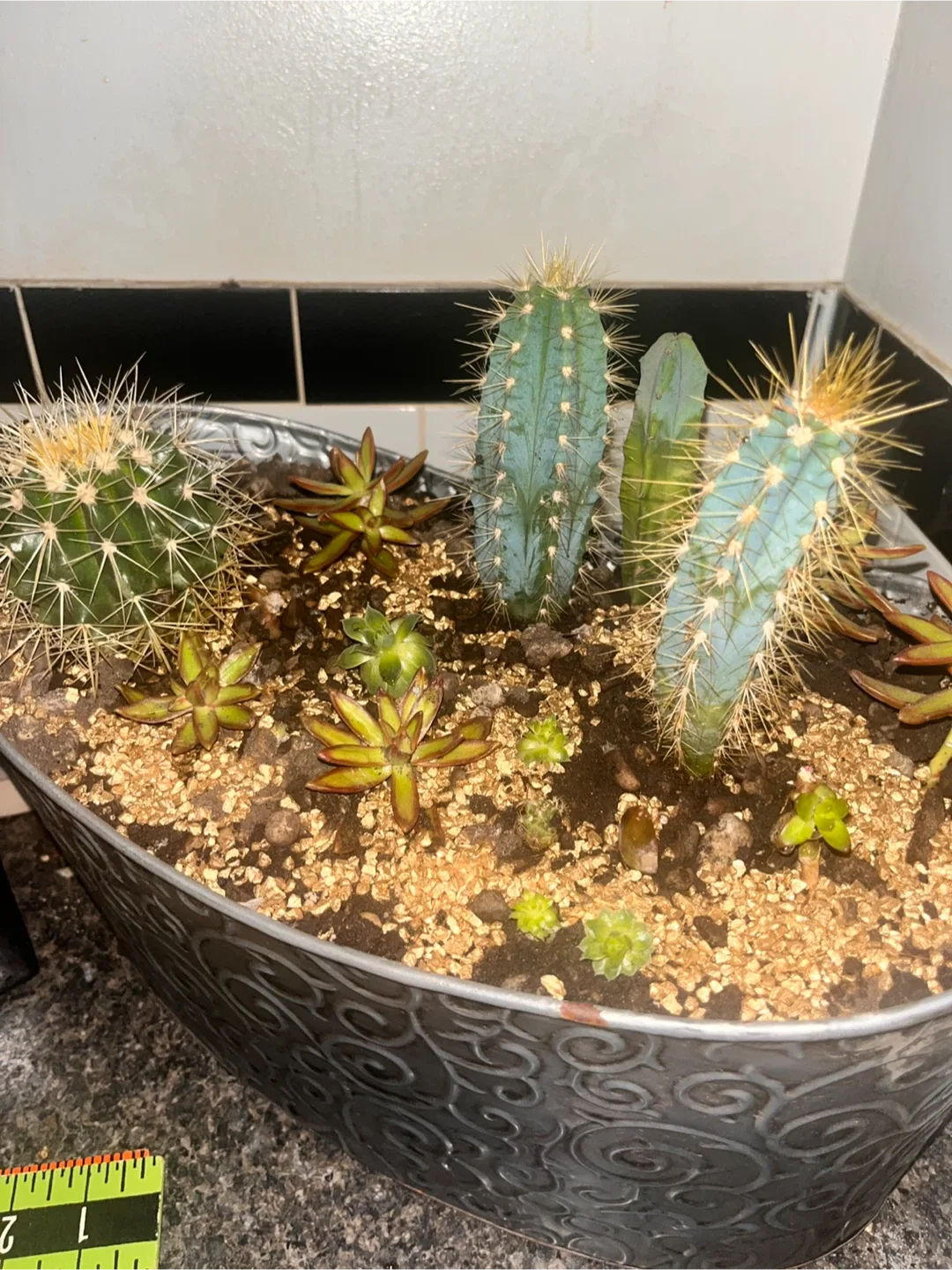 Cactus and Succulent Arrangement in Decorative Pot image indicator(4)