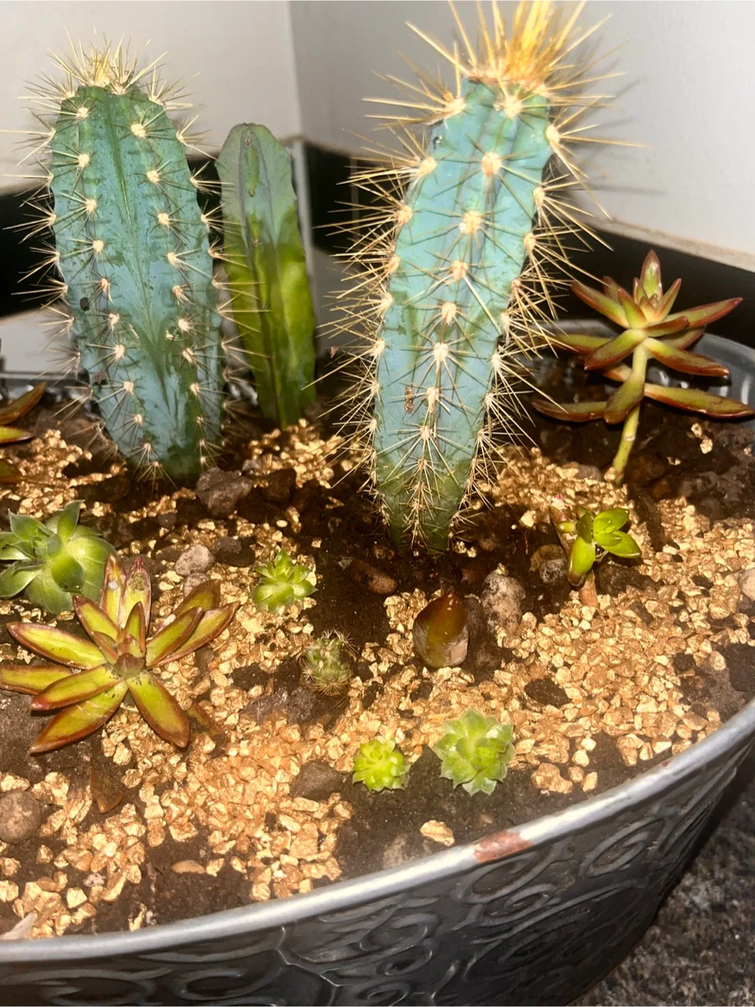 Cactus and Succulent Arrangement in Decorative Pot image indicator(2)