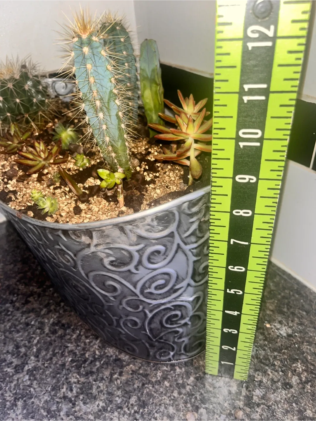 Cactus and Succulent Arrangement in Decorative Pot image indicator(5)