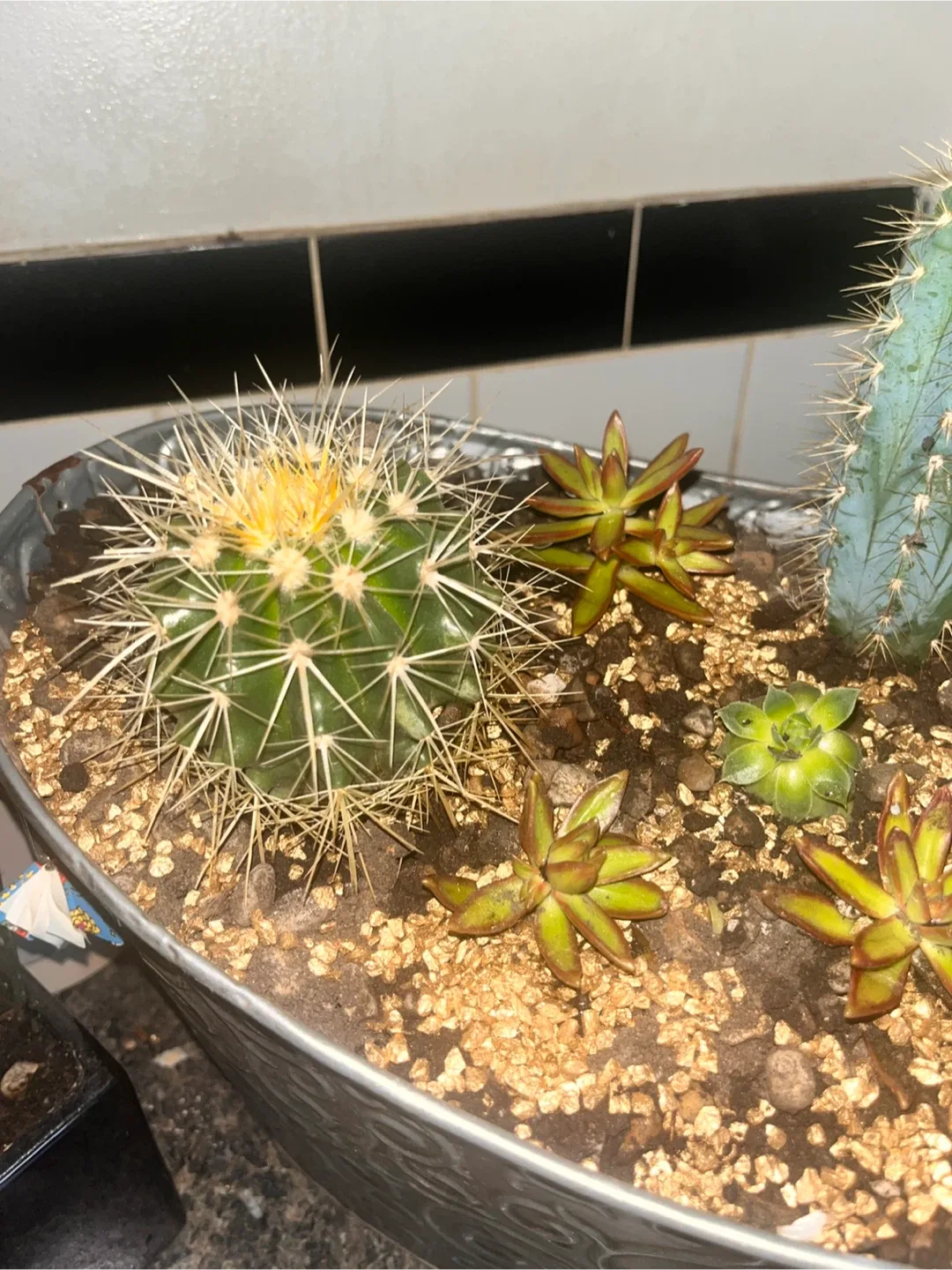 Cactus and Succulent Arrangement in Decorative Pot image indicator(8)