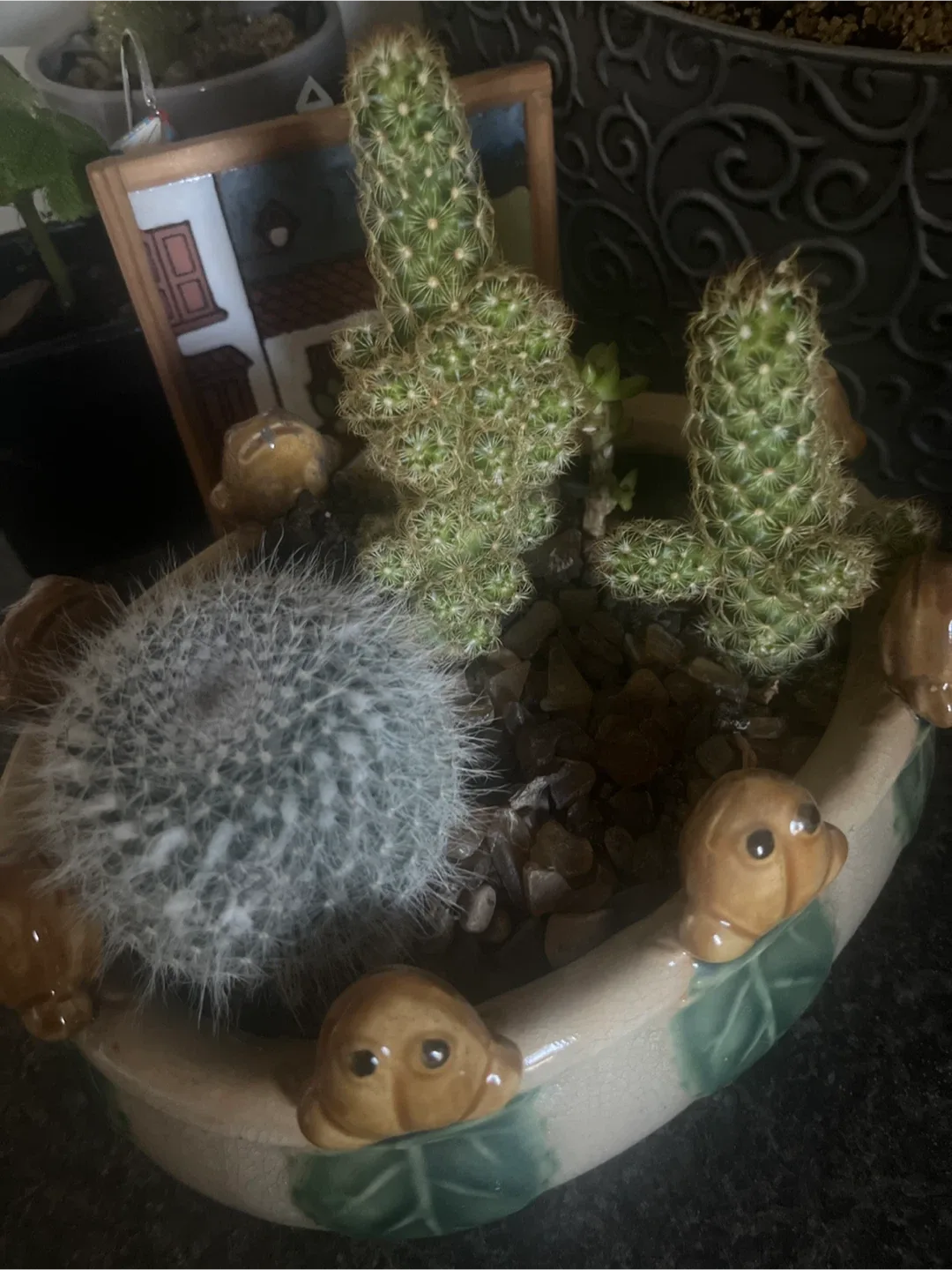 Cactus Arrangement in Frog Planter image indicator(3)