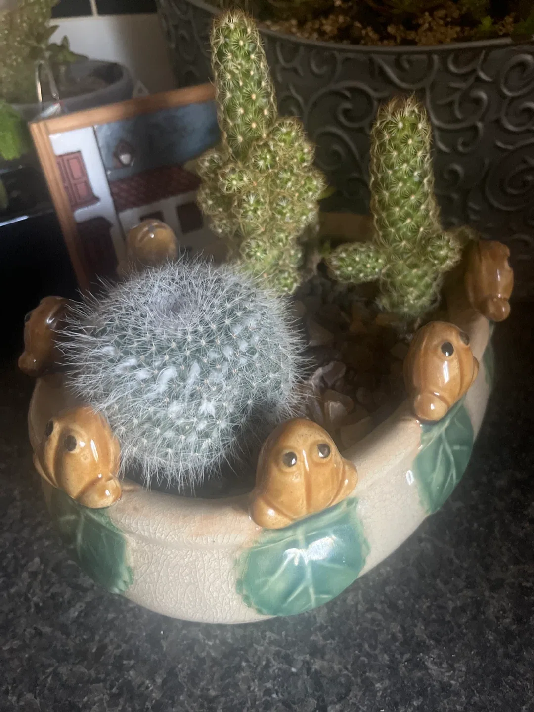 Cactus Arrangement in Frog Planter image indicator(2)