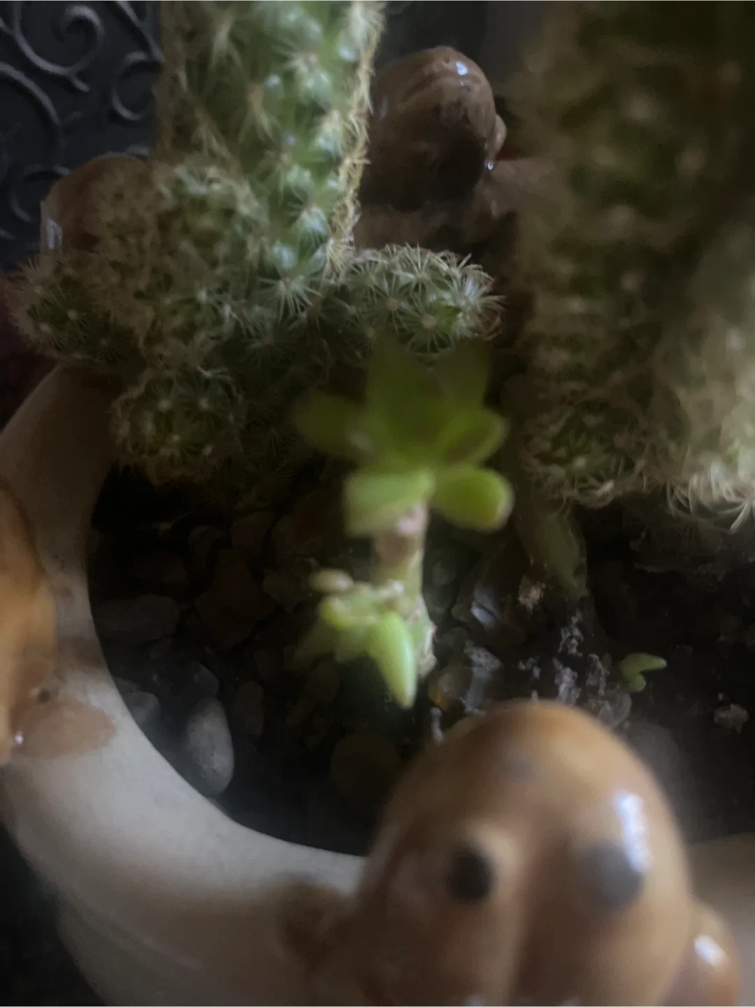 Cactus Arrangement in Frog Planter image indicator(5)