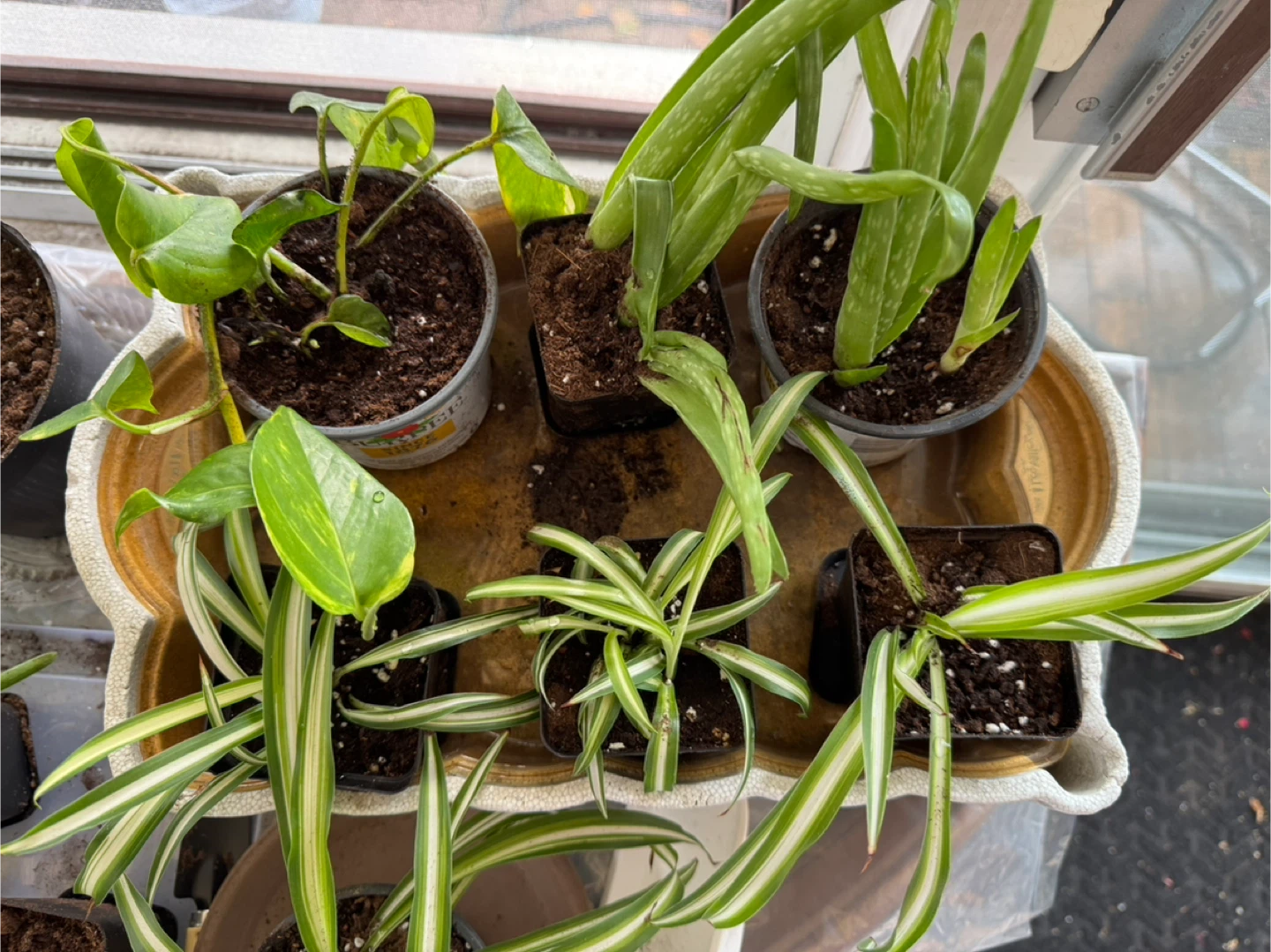 Potted Golden Pothos & Spider Plants - photo 2