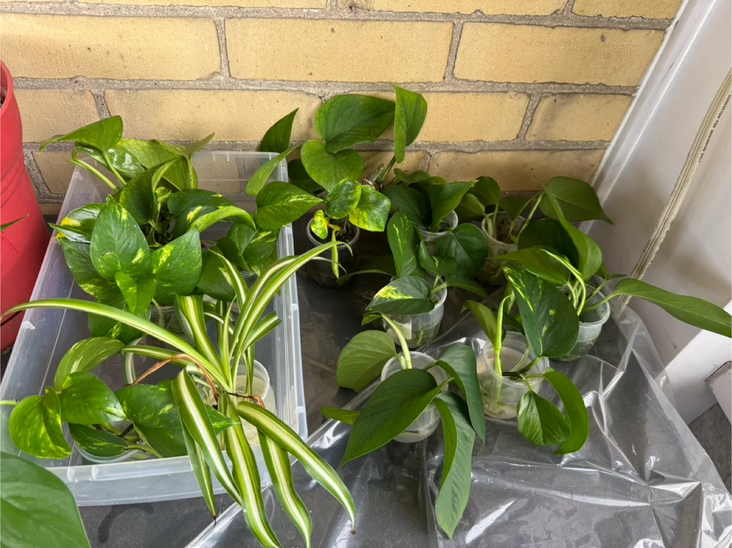 Potted Golden Pothos & Spider Plants