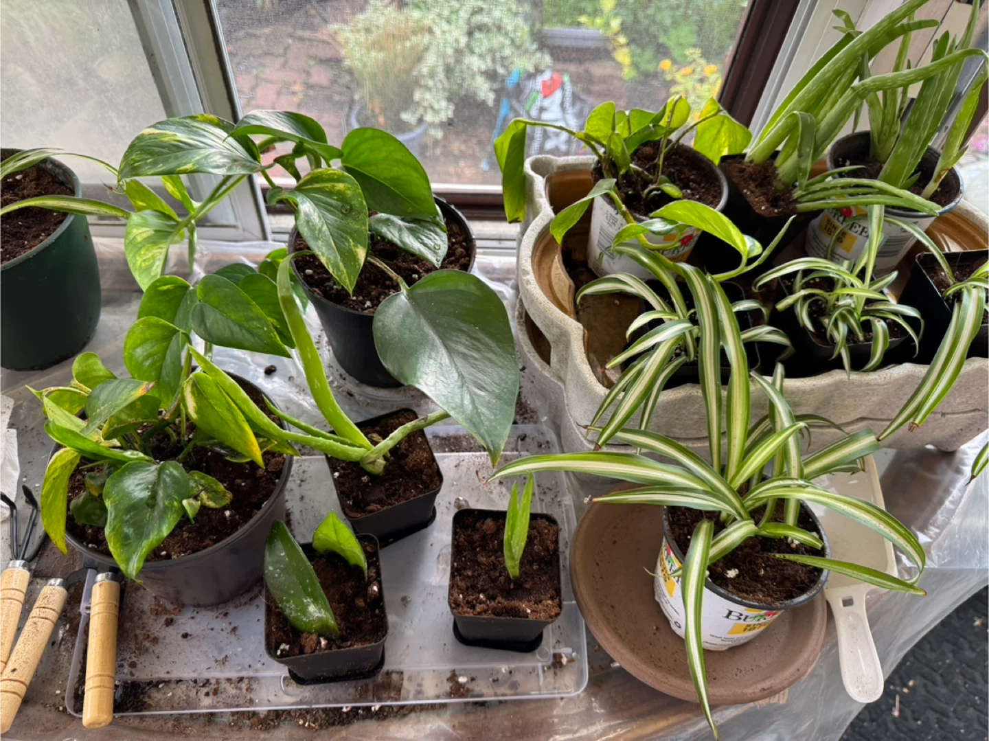 Potted Golden Pothos & Spider Plants - photo 3
