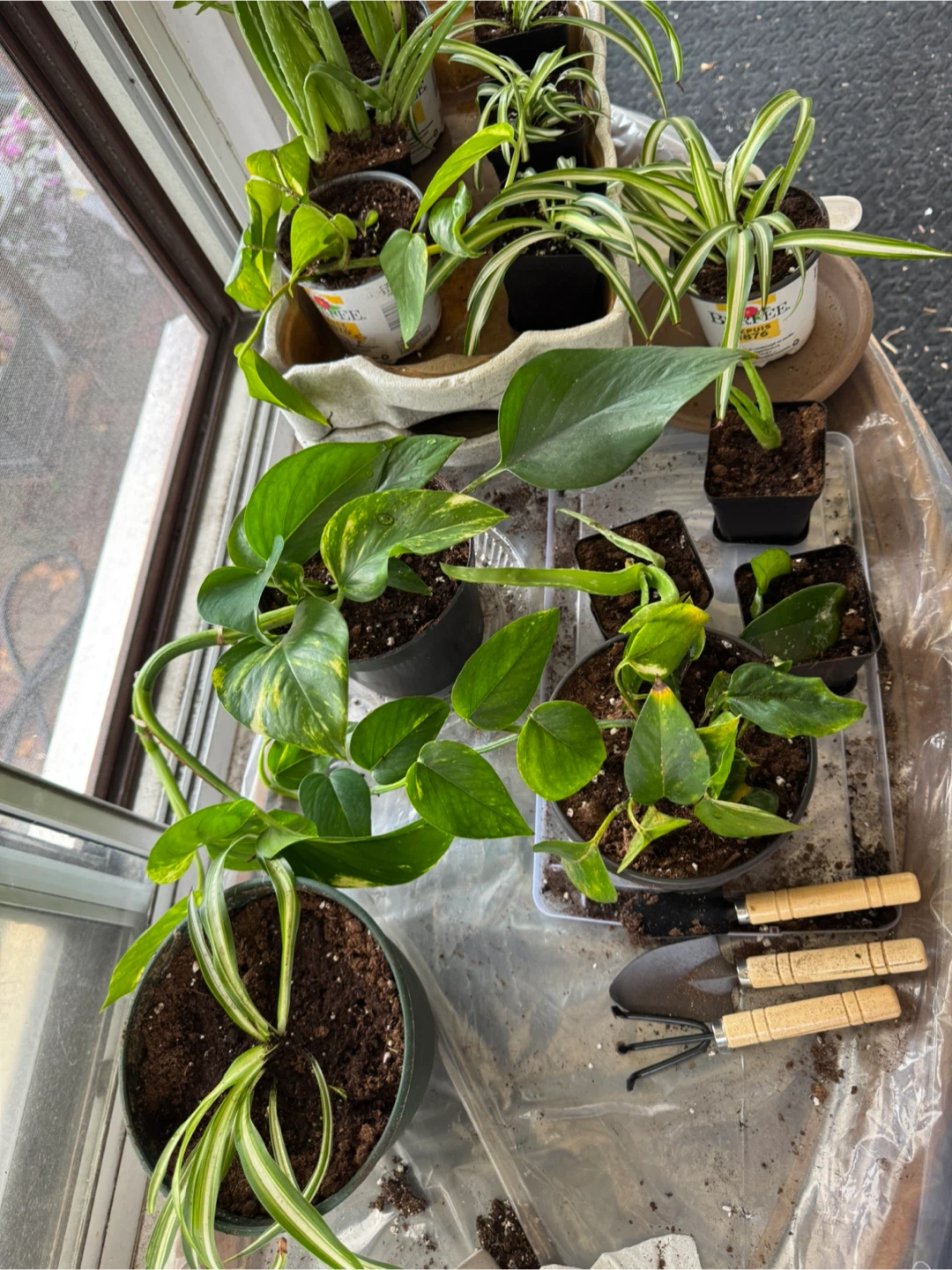 Potted Golden Pothos & Spider Plants - photo 4