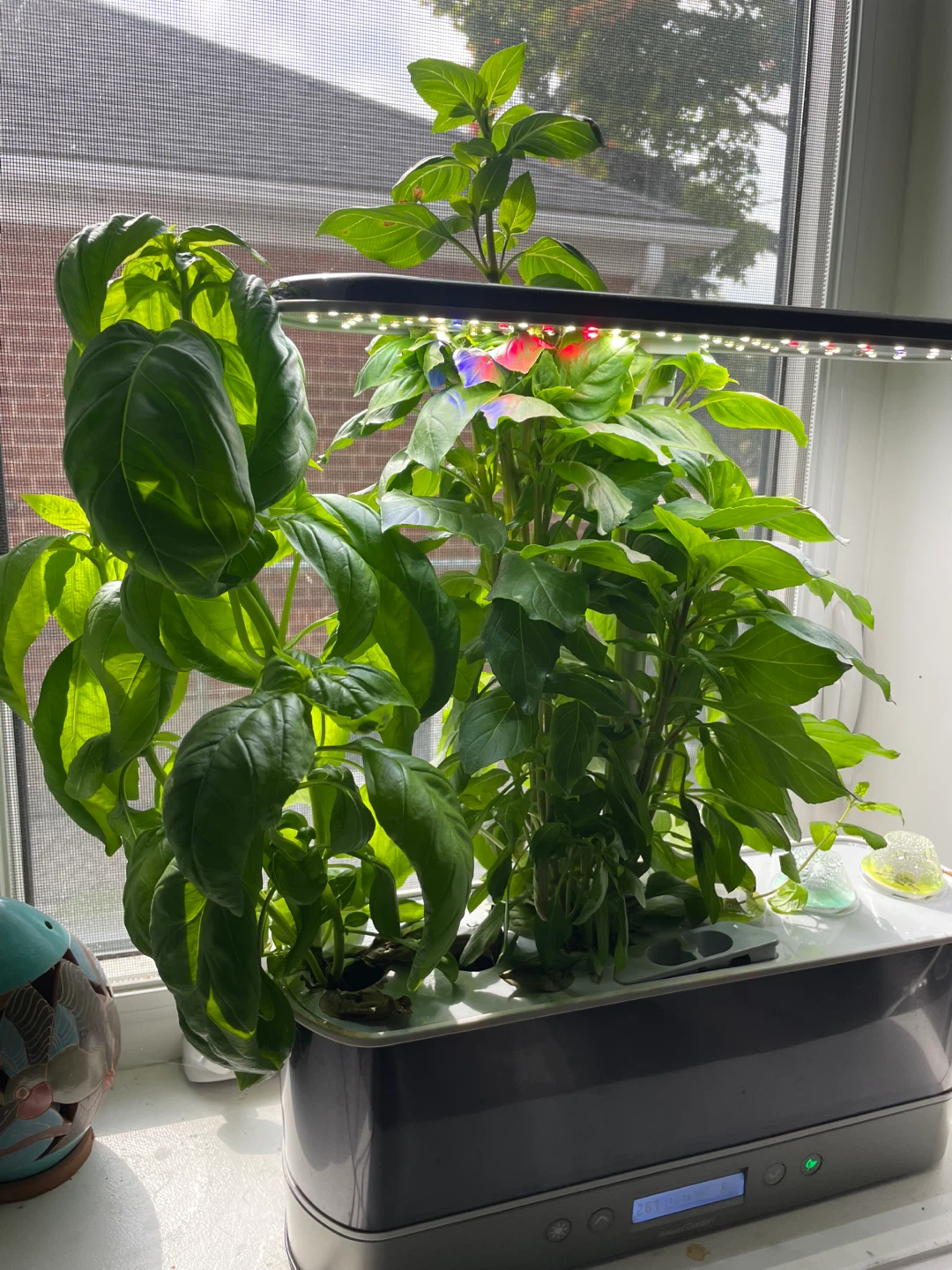 Miracle-Gro AeroGarden Indoor Garden - perfect for fall 🧡