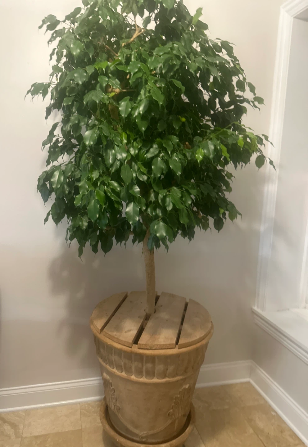 Ficus Tree in Decorative Pot