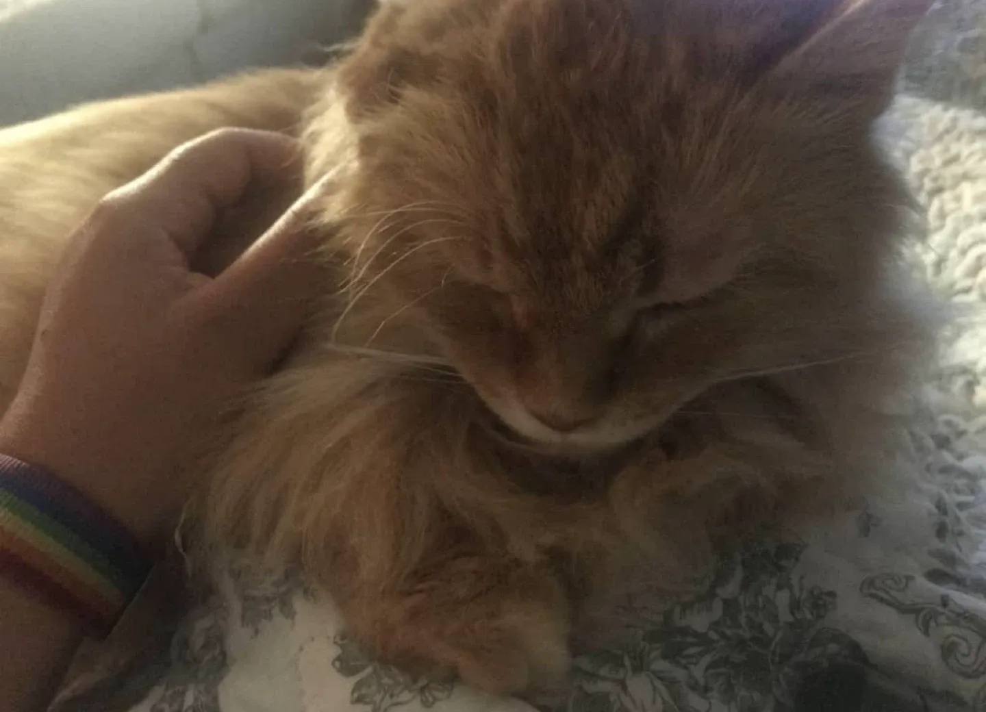 Pet Services - Pet Care: Pet Walks, Pet Check-Ins image indicator(2)