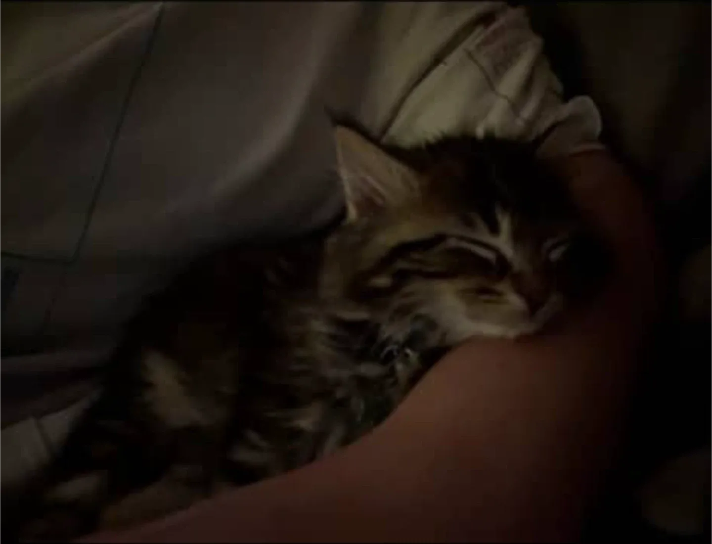 Pet Services - Pet Care: Pet Walks, Pet Check-Ins image indicator(5)