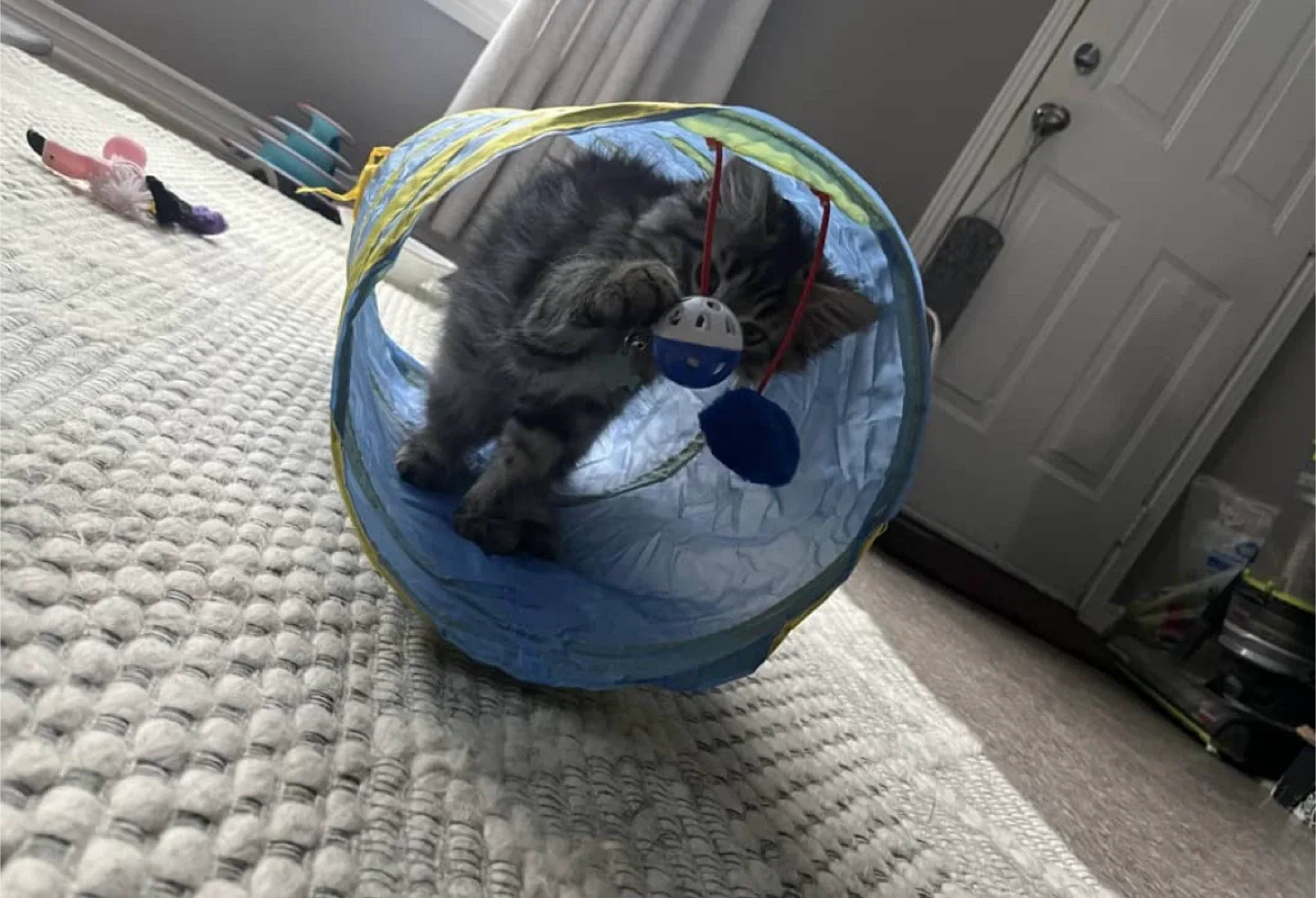 Pet Services - Pet Care: Pet Walks, Pet Check-Ins image indicator(3)