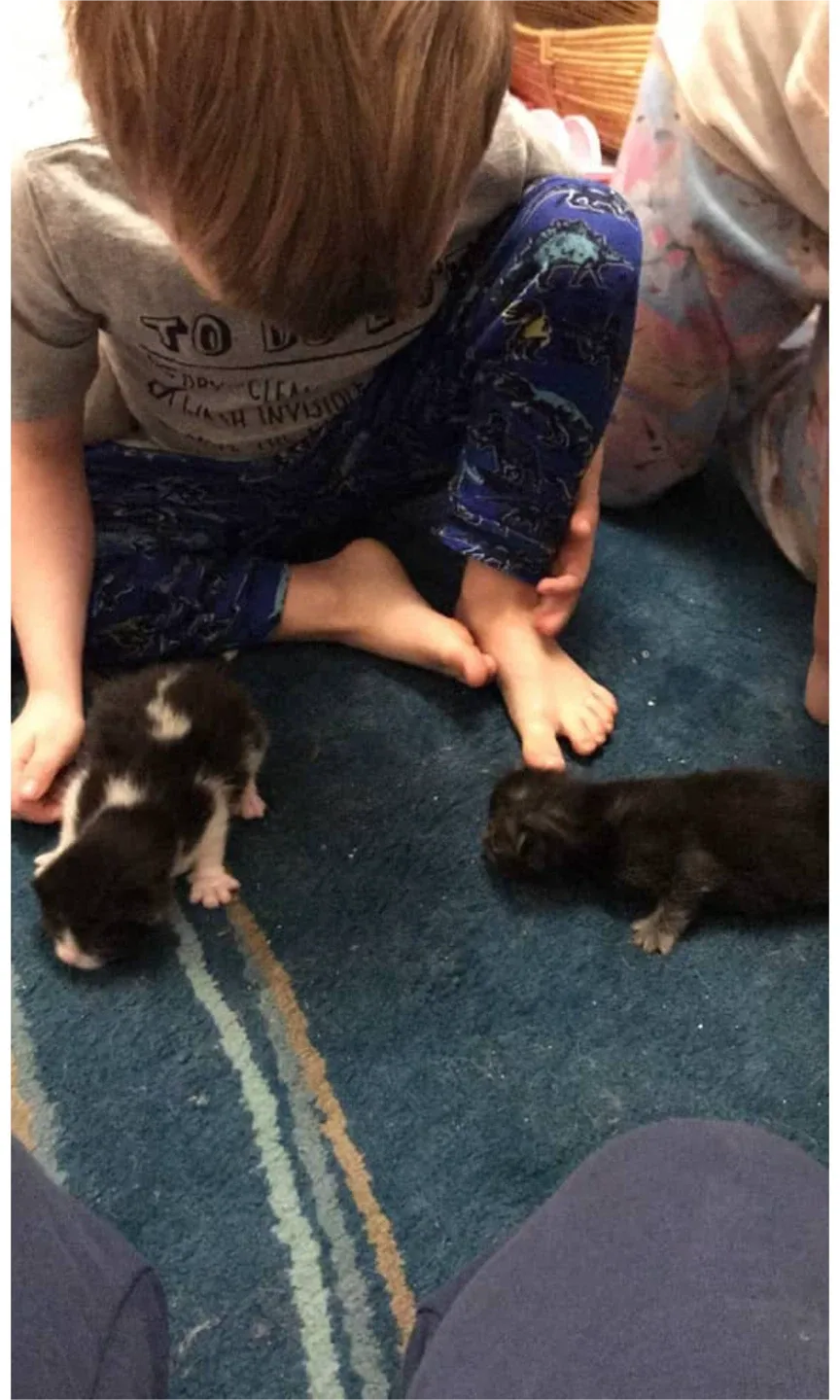 Pet Services - Pet Care: Pet Walks, Pet Check-Ins image indicator(6)