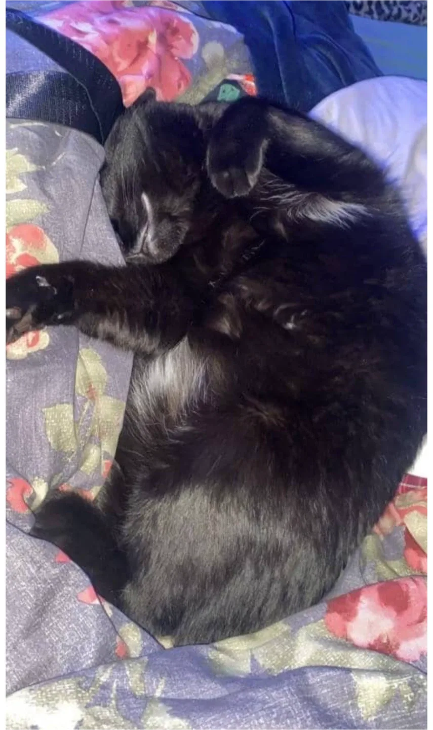 Pet Services - Pet Care: Pet Walks, Pet Check-Ins image indicator(4)