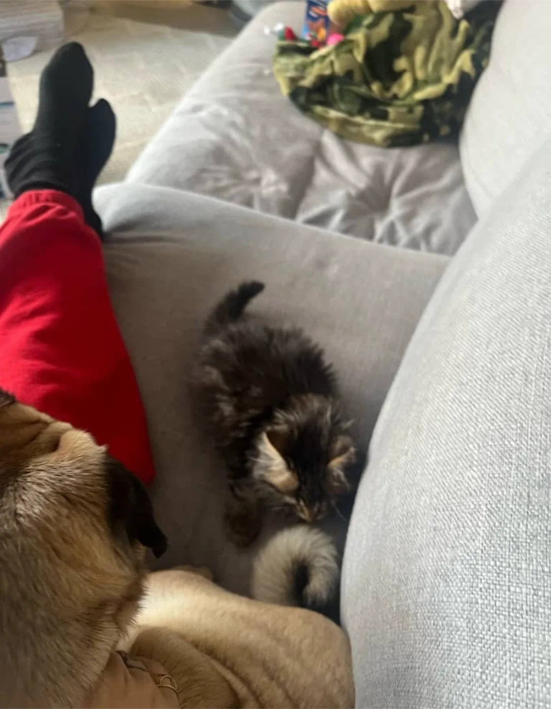 Pet Services - Pet Care: Pet Walks, Pet Check-Ins image indicator(8)