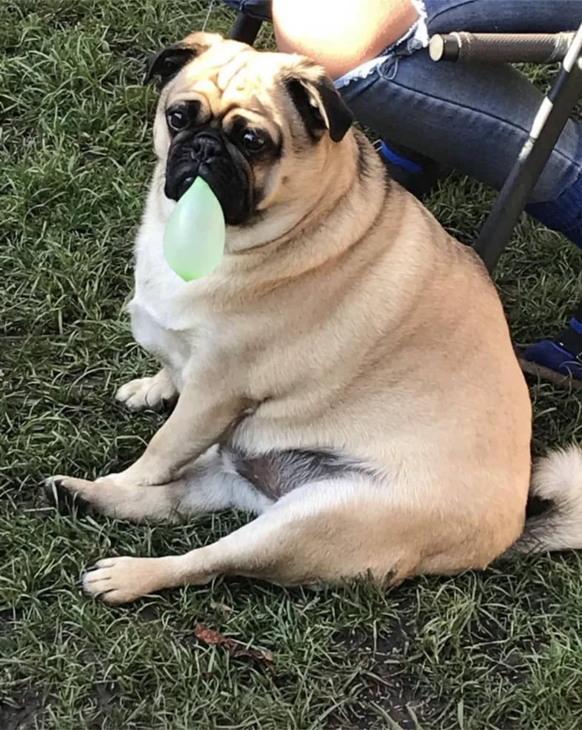 Pet Services - Pet Care: Pet Walks, Pet Check-Ins image indicator(7)