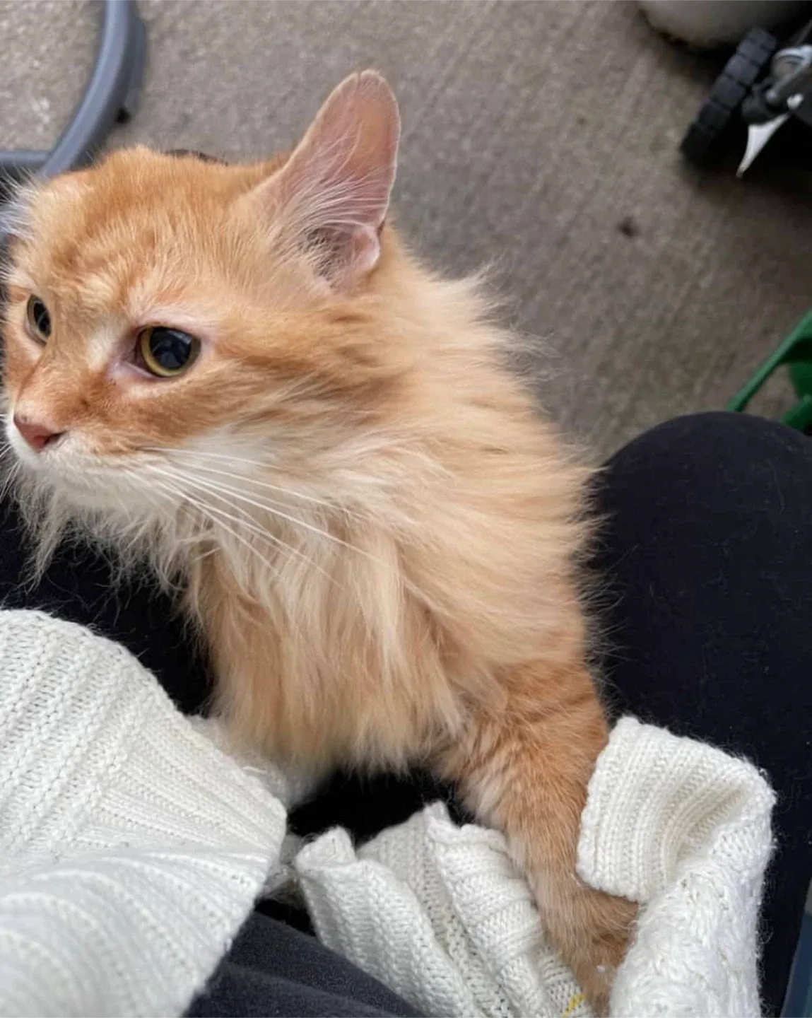 Pet Services - Pet Care: Pet Walks, Pet Check-Ins image indicator(10)