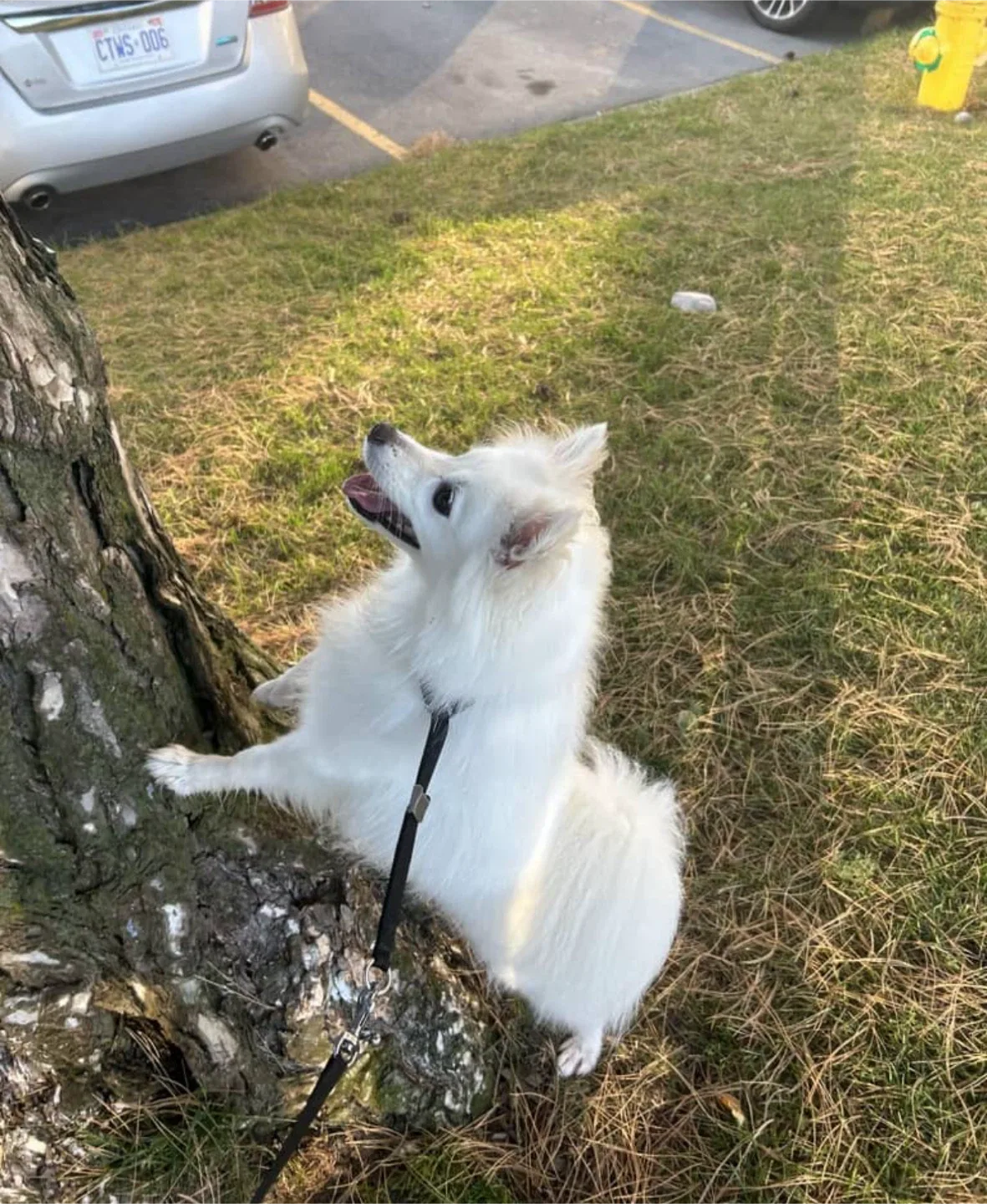 Pet Services - Pet Care: Pet Walks, Pet Check-Ins image indicator(9)