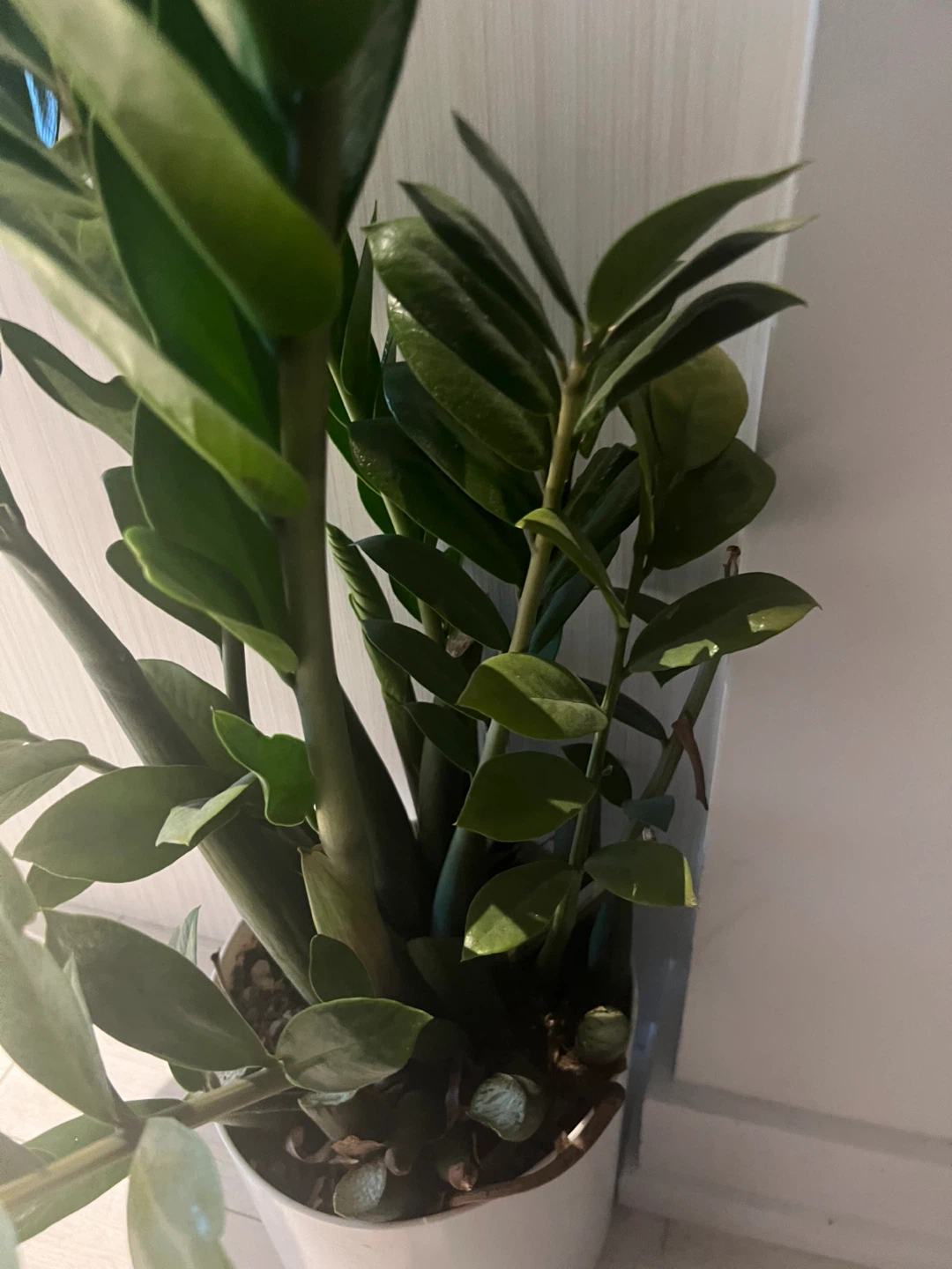 ZZ Plant - photo 2