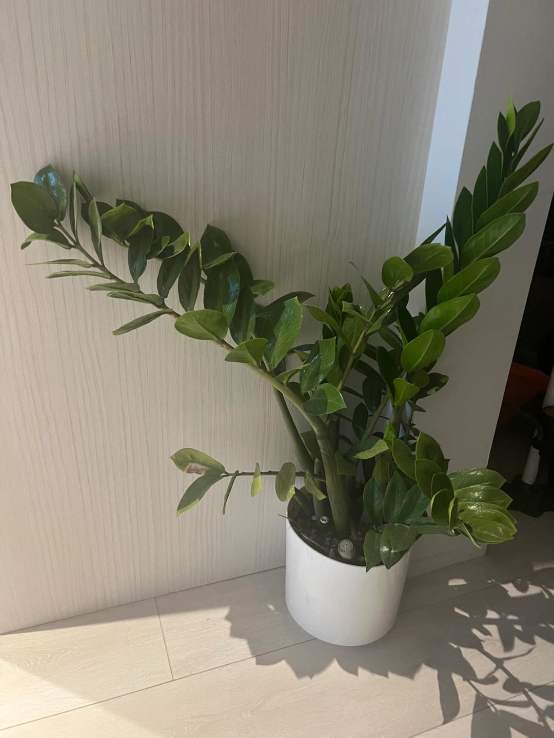 ZZ Plant