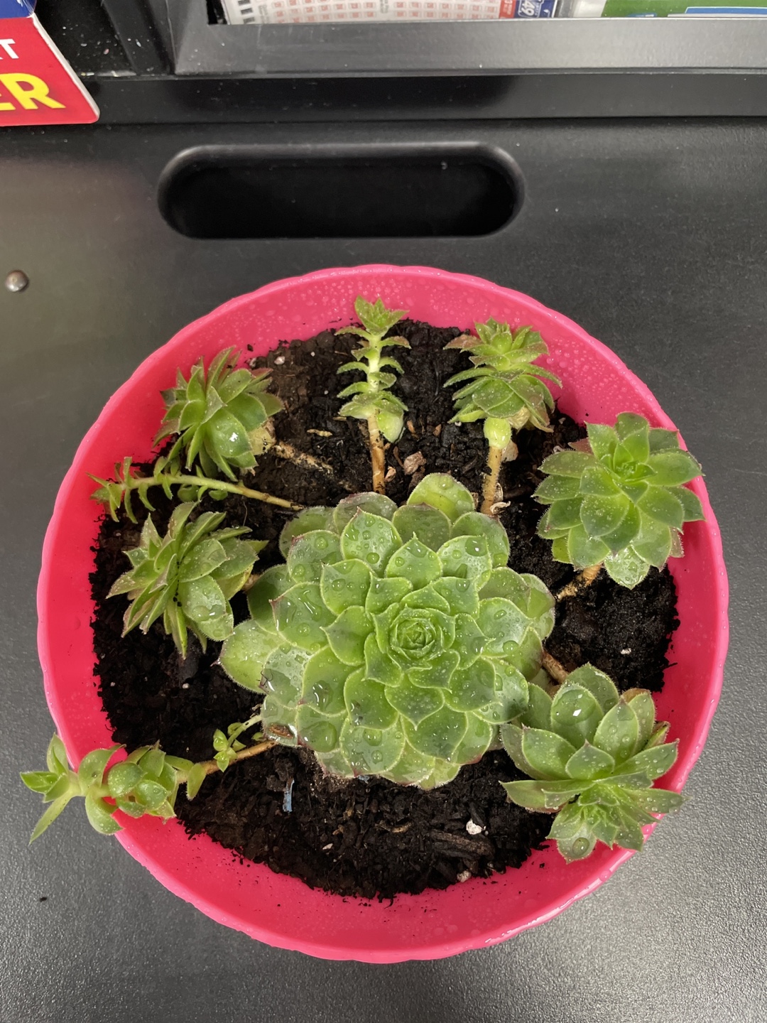 Succulent Plant in Pink Pot