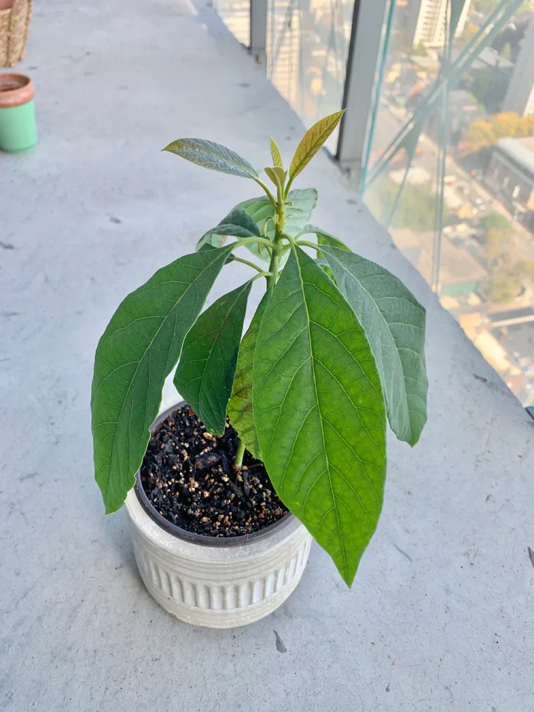 ‼️MOVING SALE‼️ Avocado growing tree! thumbnail