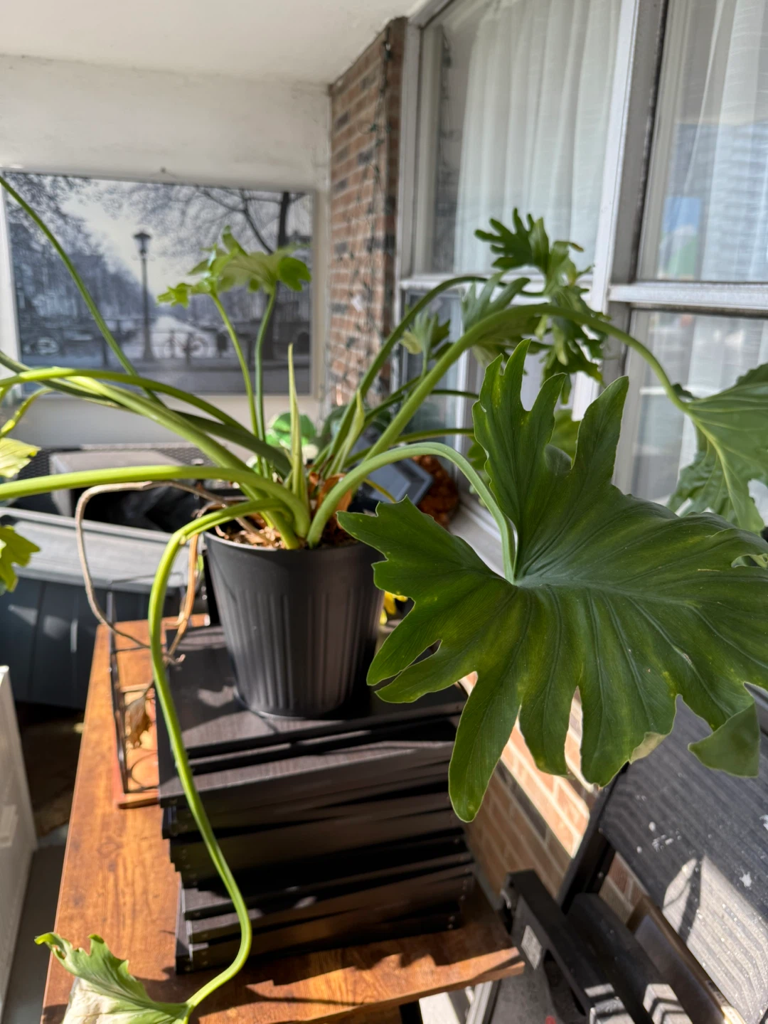 Tree Philodendron - photo 2