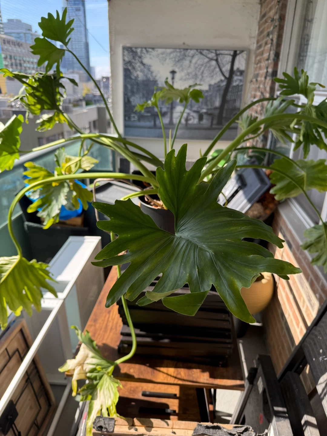 Tree Philodendron