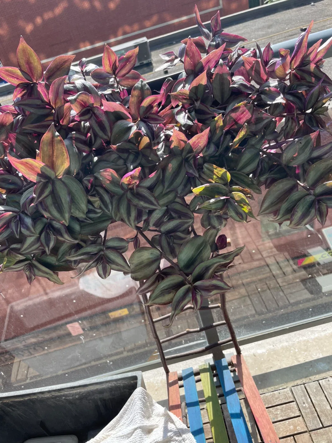 Wandering Jew Plant thumbnail