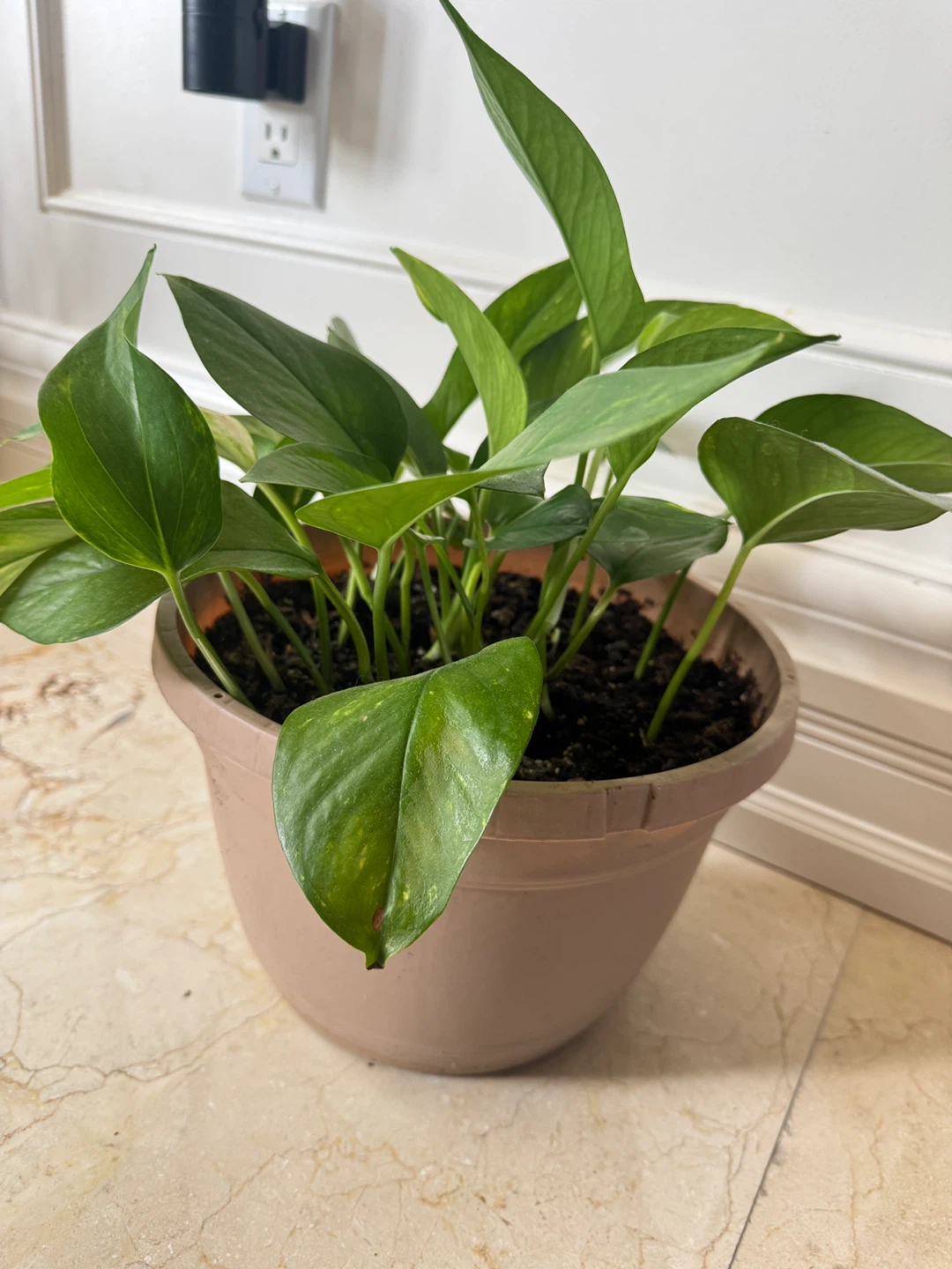 Potted Golden Pothos Plant - photo 2