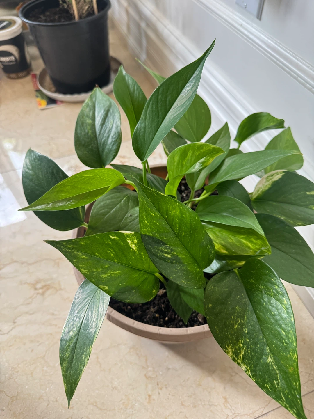 Potted Golden Pothos Plant - photo 3