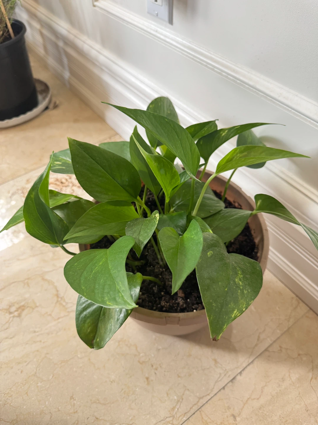 Potted Golden Pothos Plant