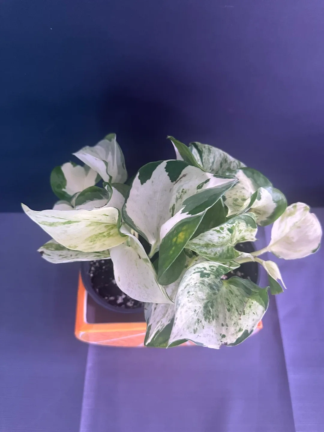 Orange Ceramic Planter image indicator(9)