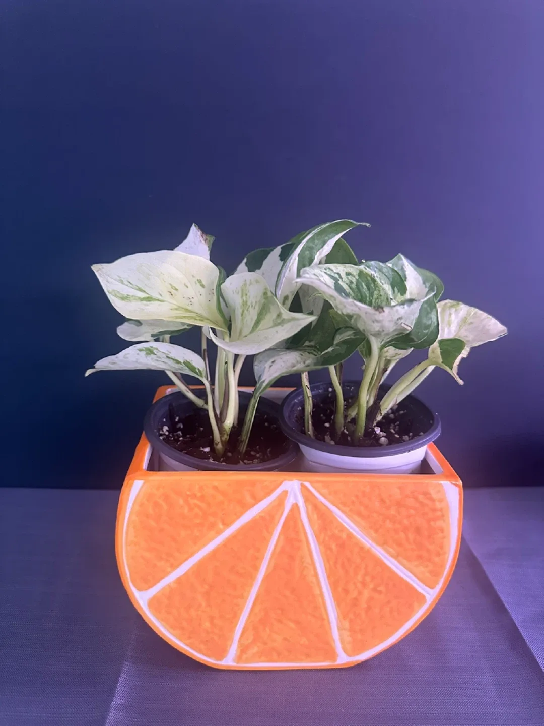 Orange Ceramic Planter image indicator(10)