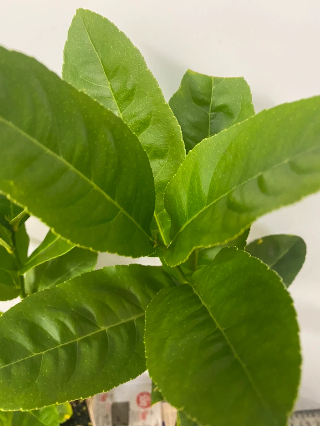 Bangladeshi jara lemon trees