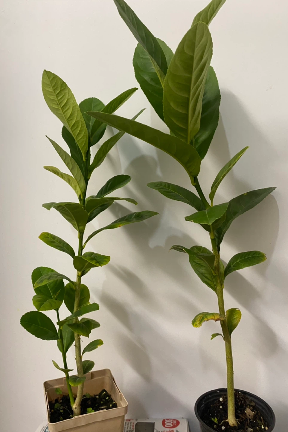 Bangladeshi jara lemon trees - photo 3