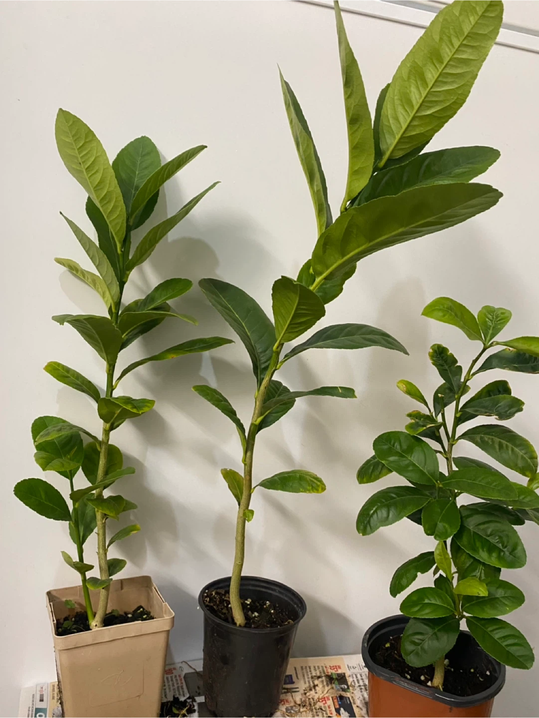 Bangladeshi jara lemon trees - photo 5