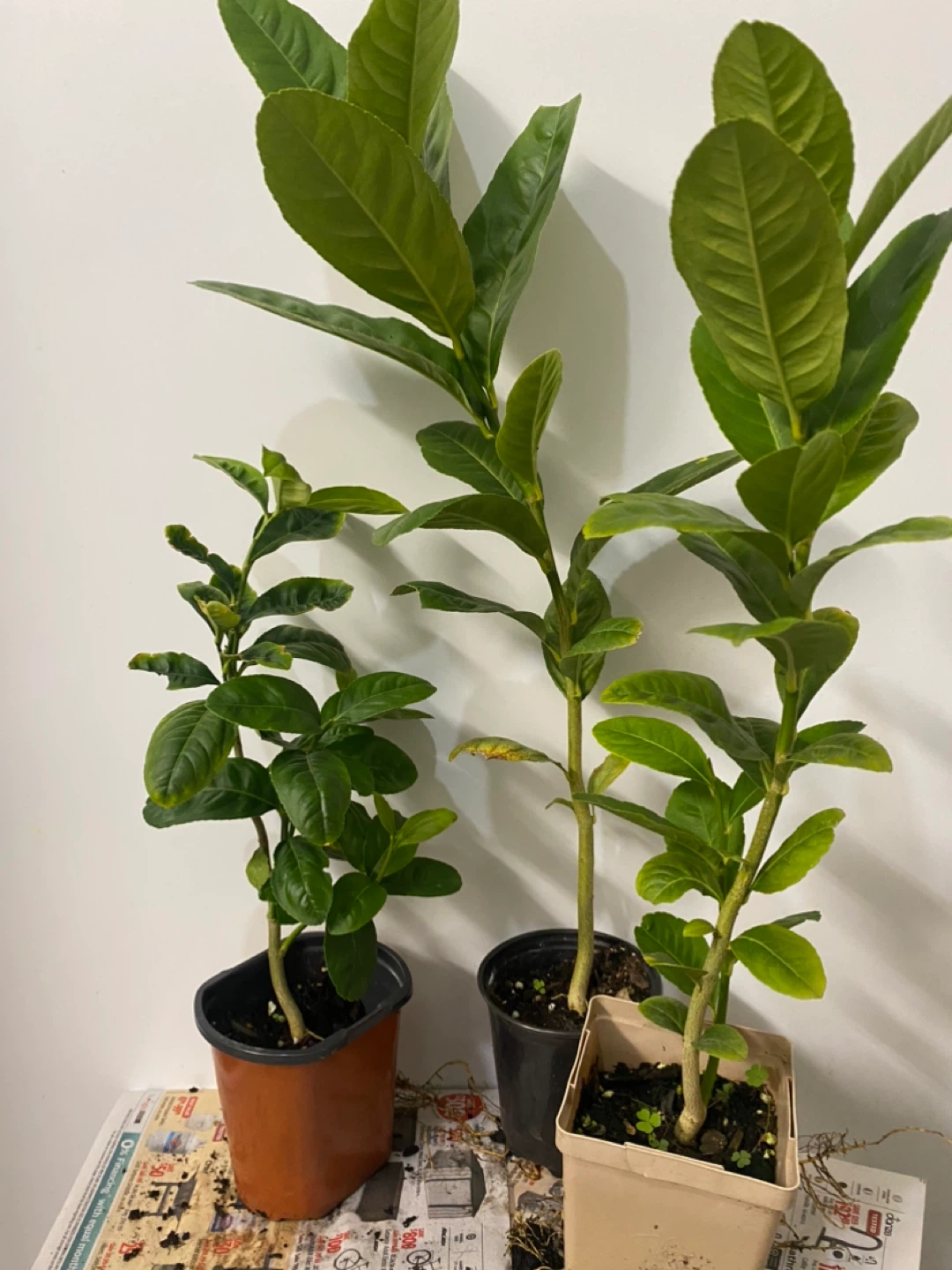 Bangladeshi jara lemon trees - photo 4