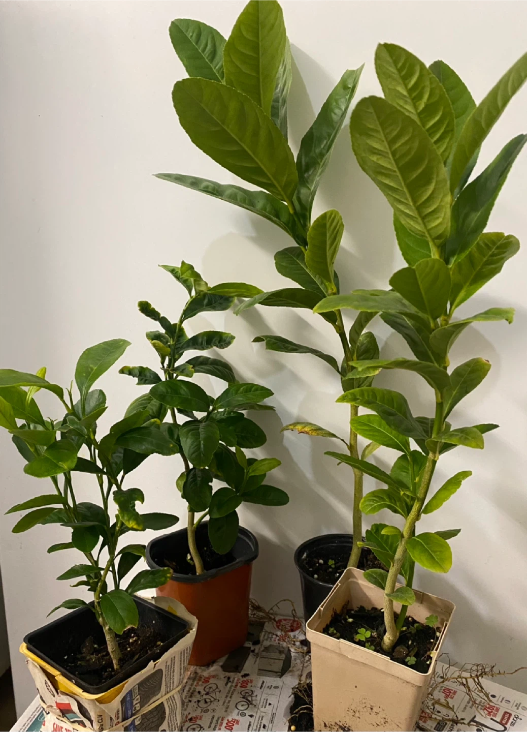 Bangladeshi jara lemon trees - photo 2
