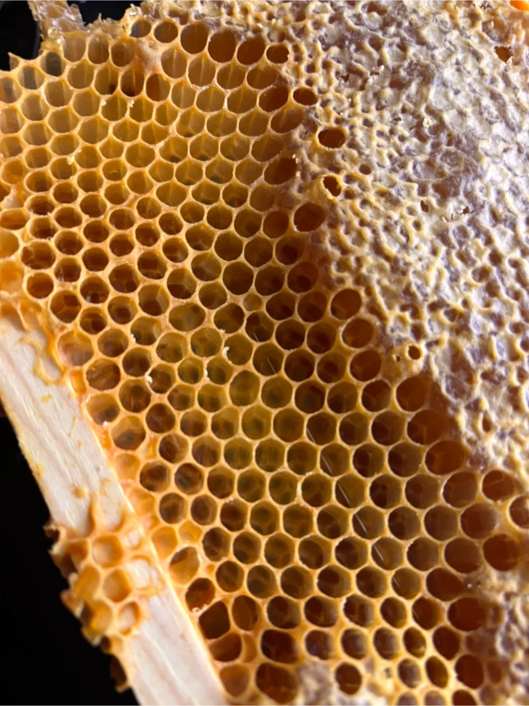 Pure Honey from Little Jamie's Organics image indicator(7)