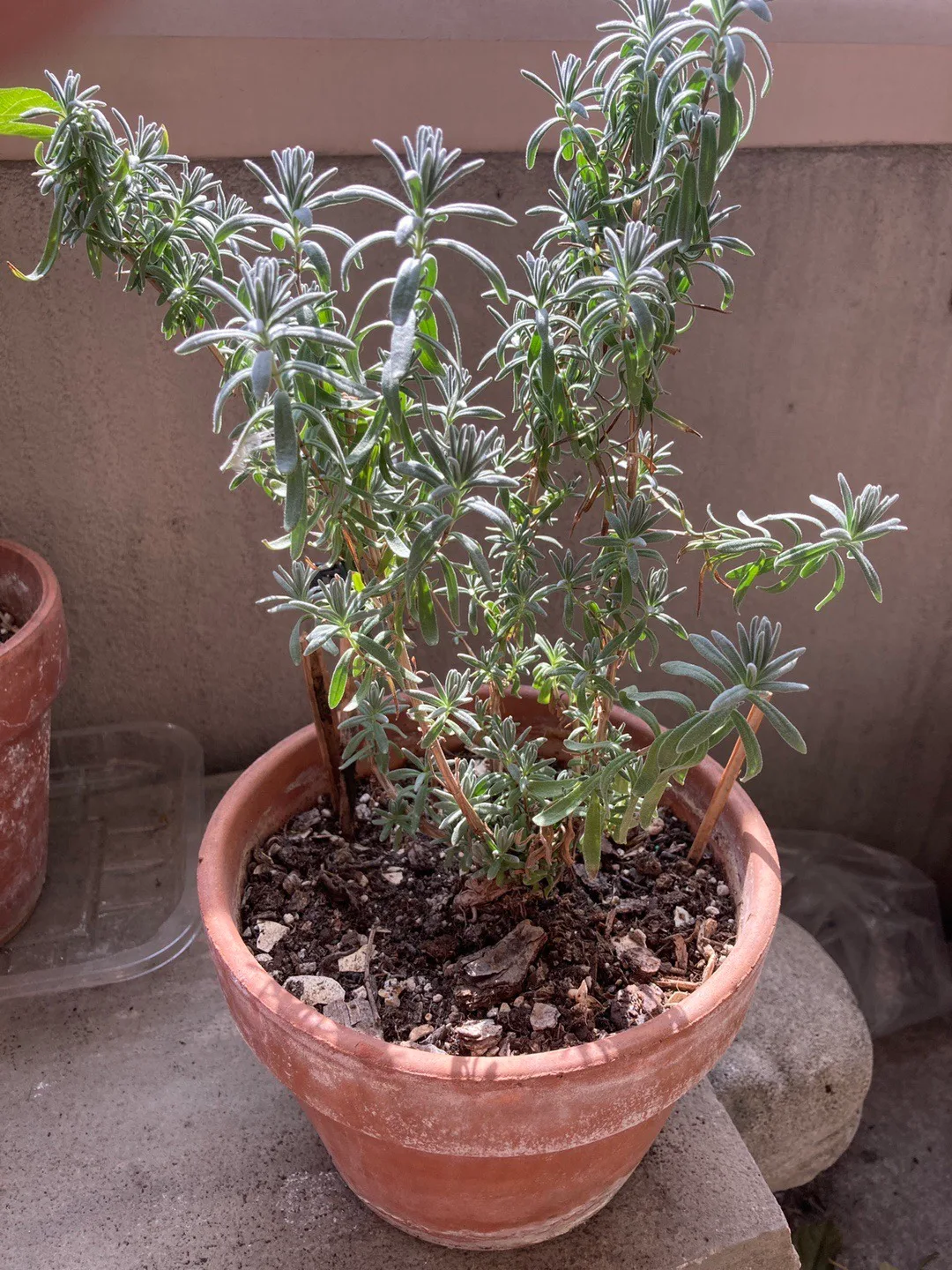 Potted Rosemary Plant thumbnail