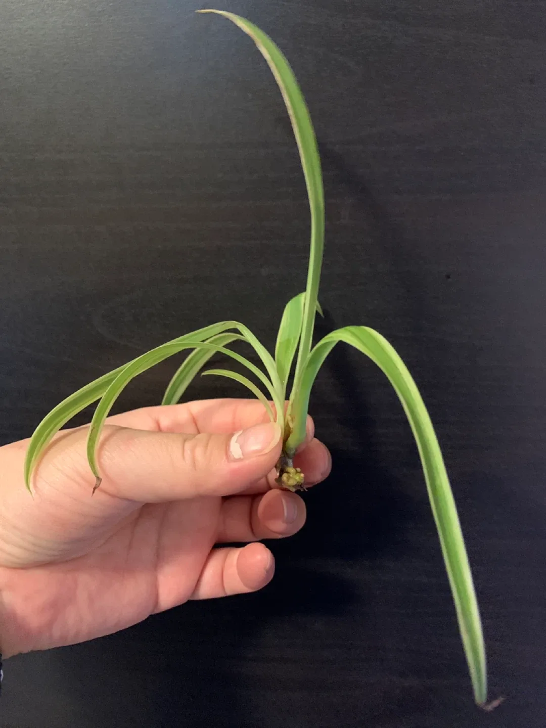 ✨FREE✨ #freecycle Set 1: Spider Plant Cutting thumbnail