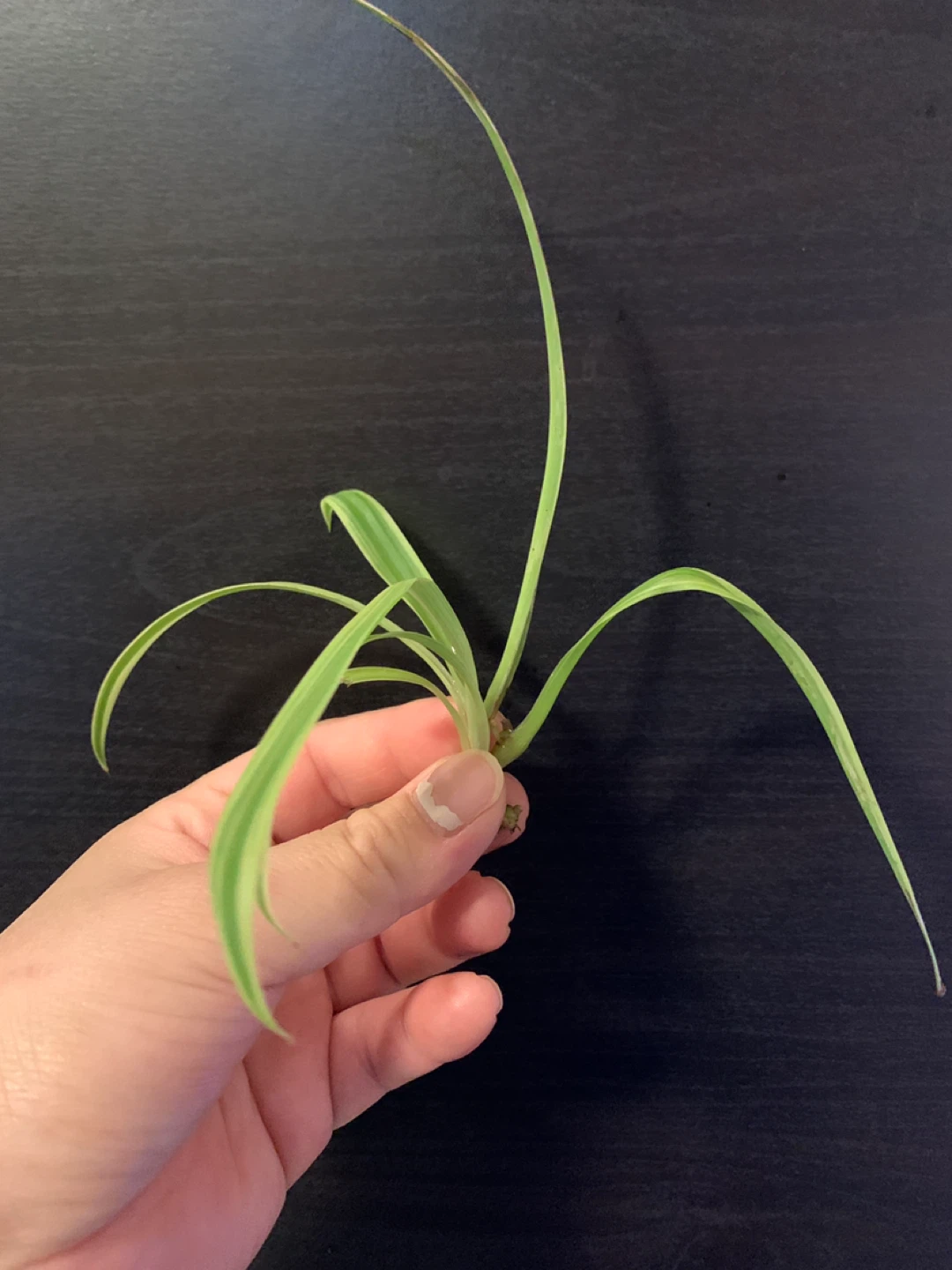 ✨FREE✨ #freecycle Set 1: Spider Plant Cutting - photo 2