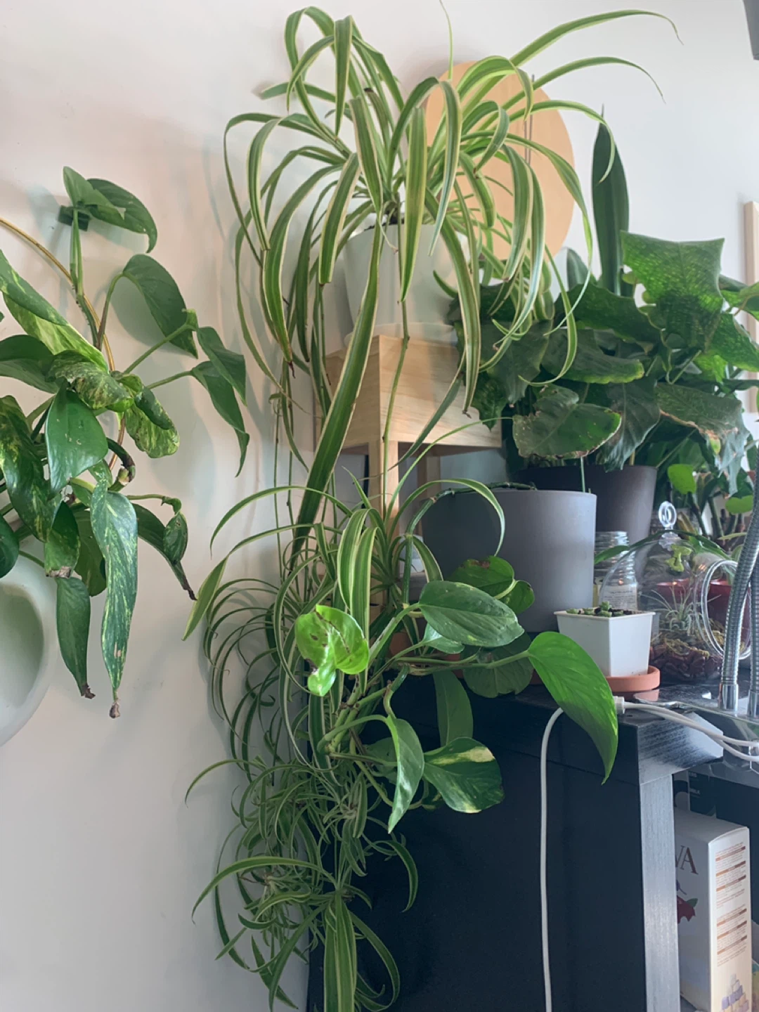 ✨FREE✨ #freecycle Set 1: Spider Plant Cutting - photo 3