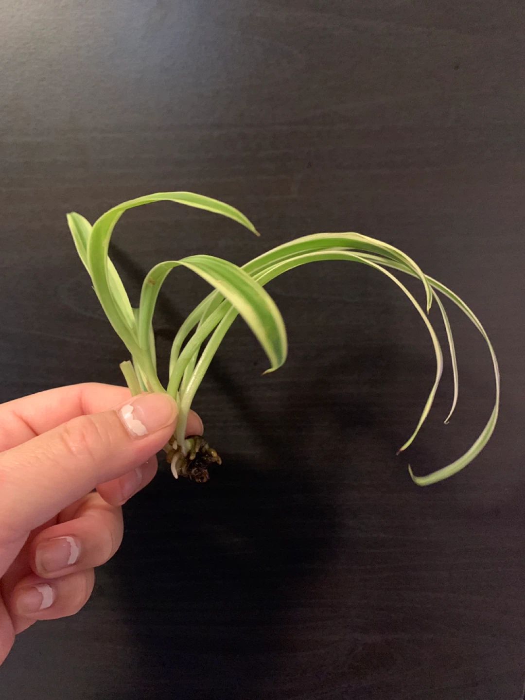 ✨FREE✨ #freecycle Set2: spider plant cutting - photo 2