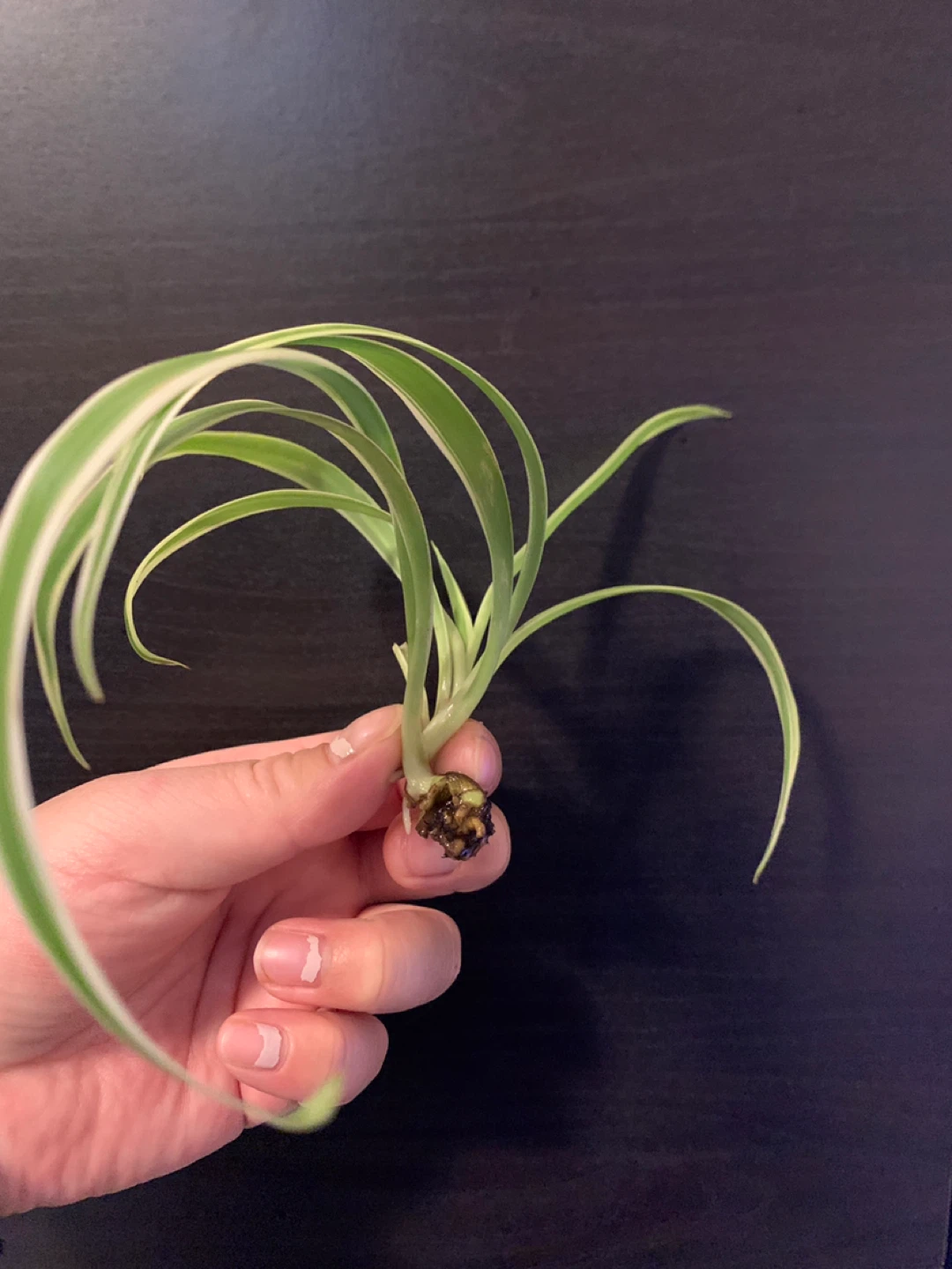✨FREE✨ #freecycle Set2: spider plant cutting