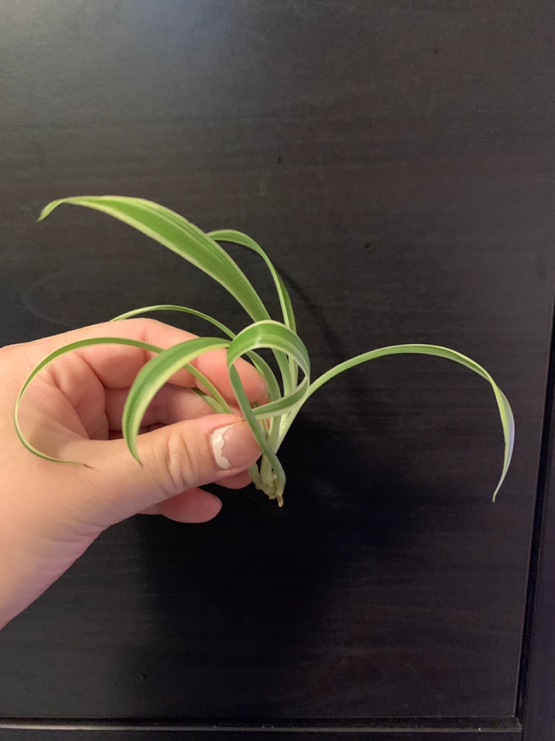 ✨FREE✨ #freecycle Set 3: spider plant cutting - photo 2